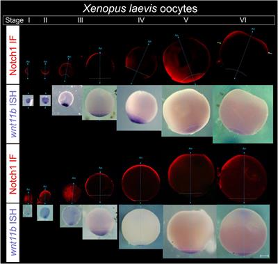 A maternal dorsoventral prepattern revealed by an asymmetric distribution of ventralizing molecules before fertilization in Xenopus laevis